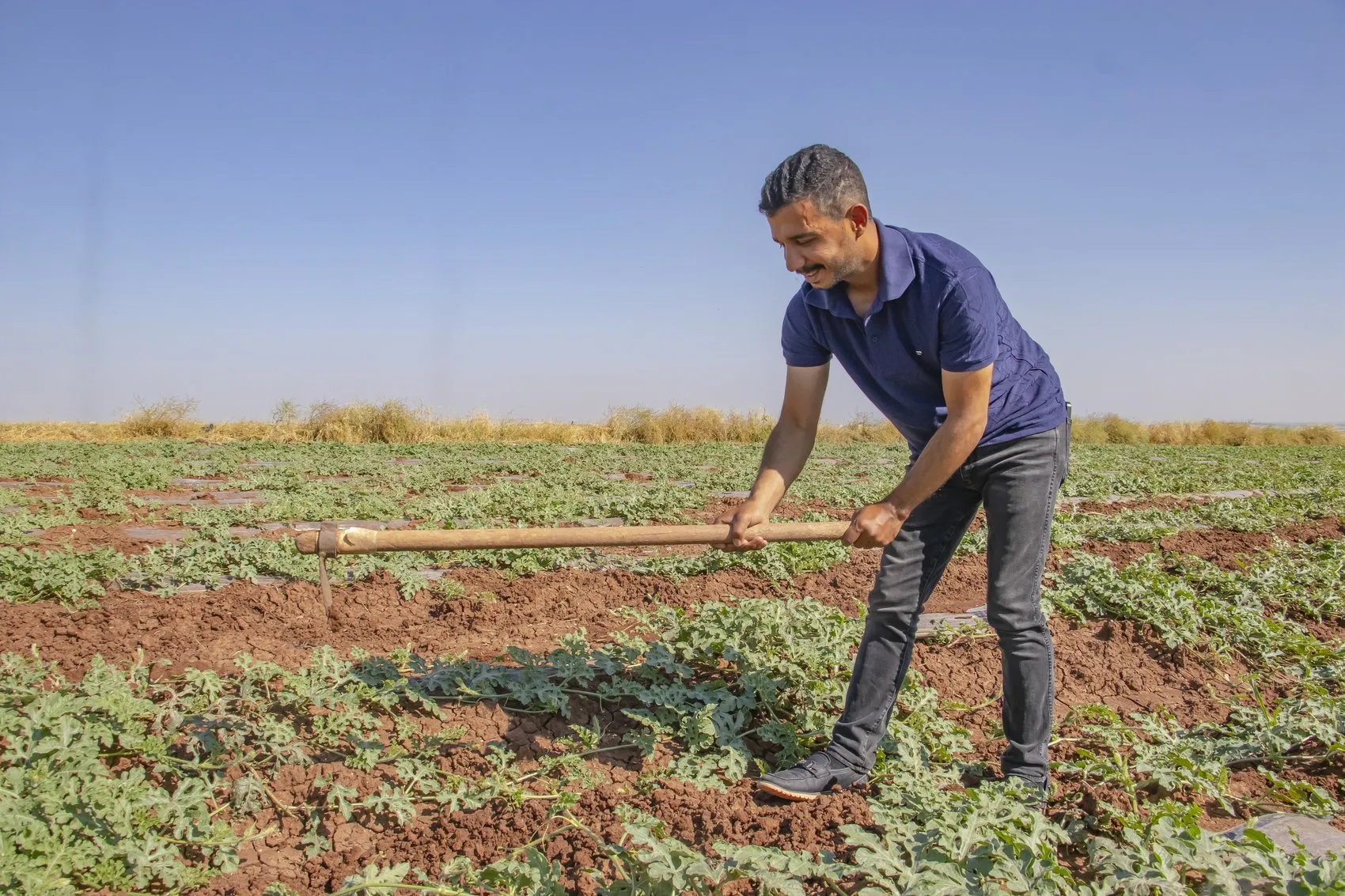 Diyarbakır karpuzunda hasat takvimi dolu felaketiyle değişti