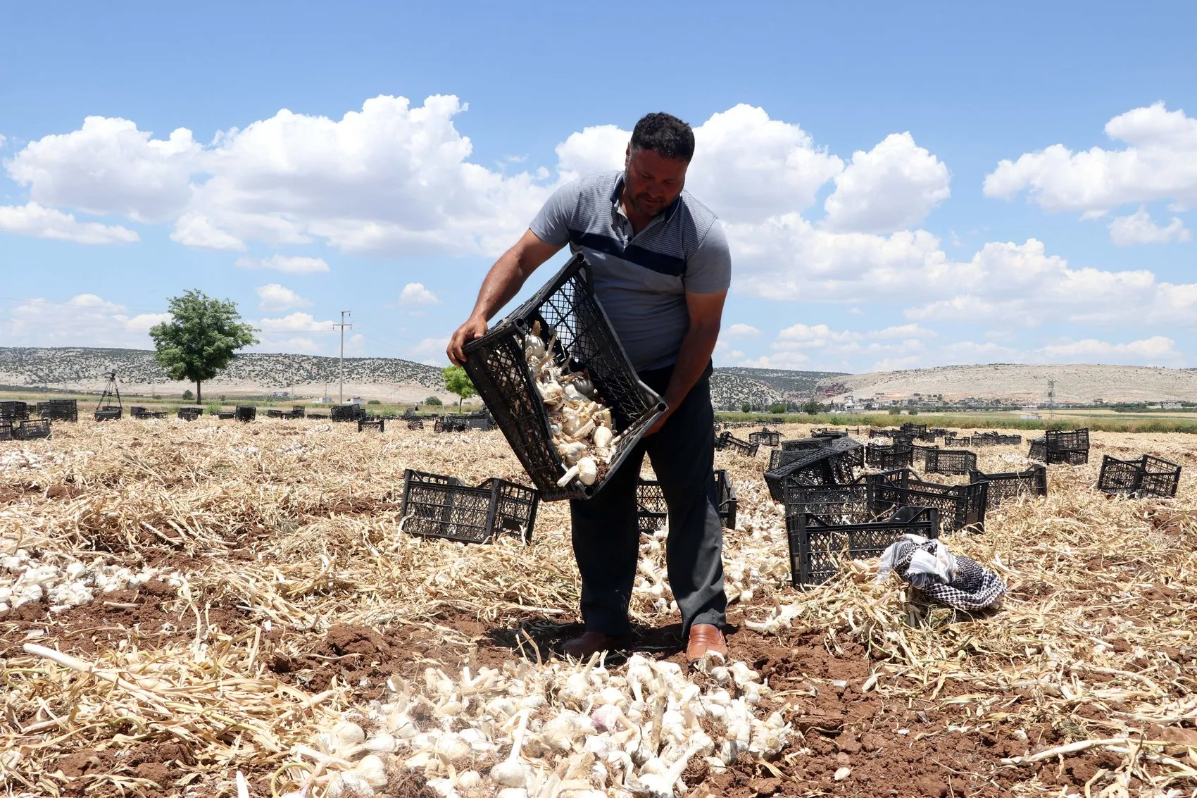Araban ovasında sarımsak hasadı başladı ama üreticinin yüzü gülmüyor