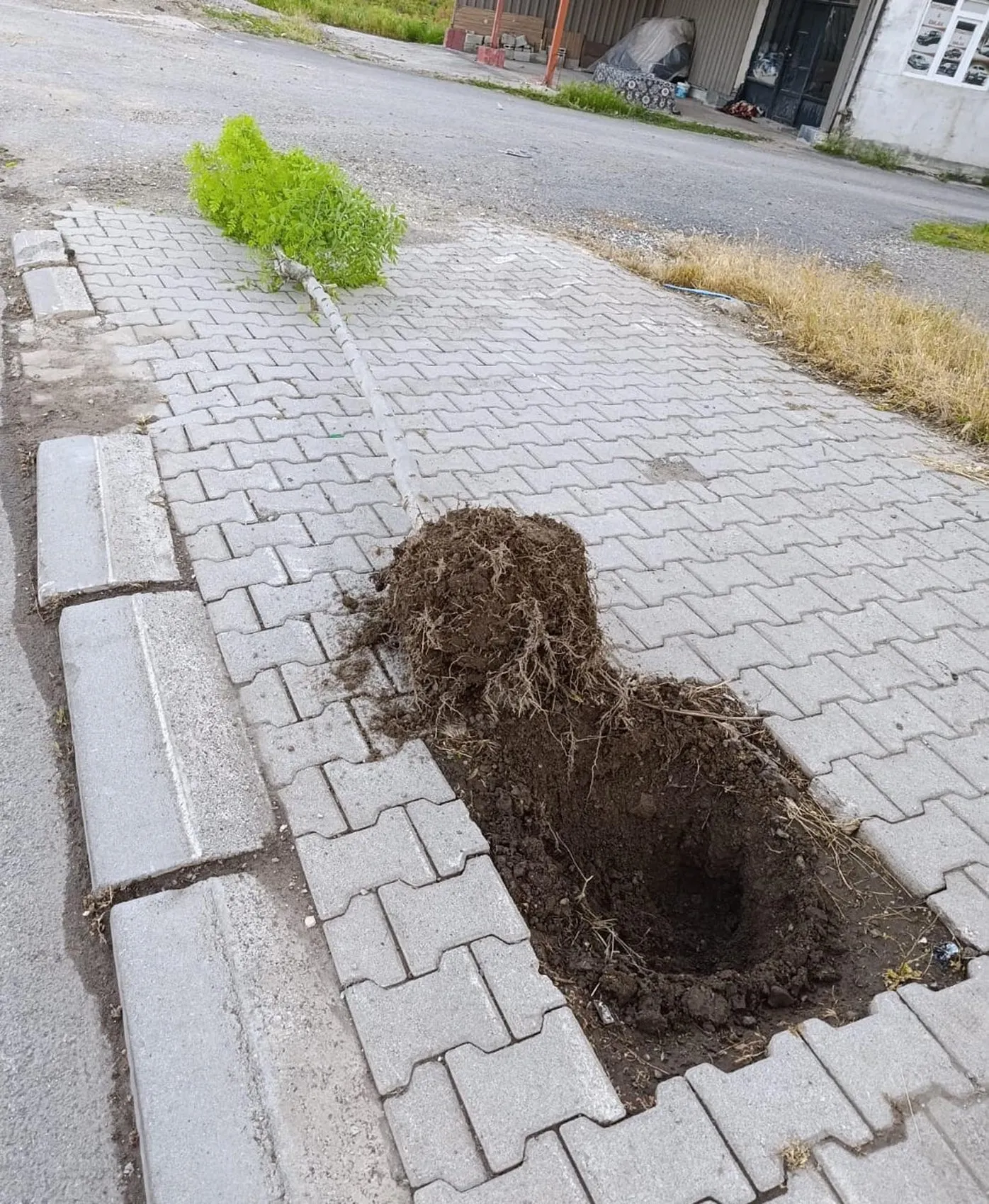 Patnos sokaklarındaki fidanları kıran şüpheli yakalandı