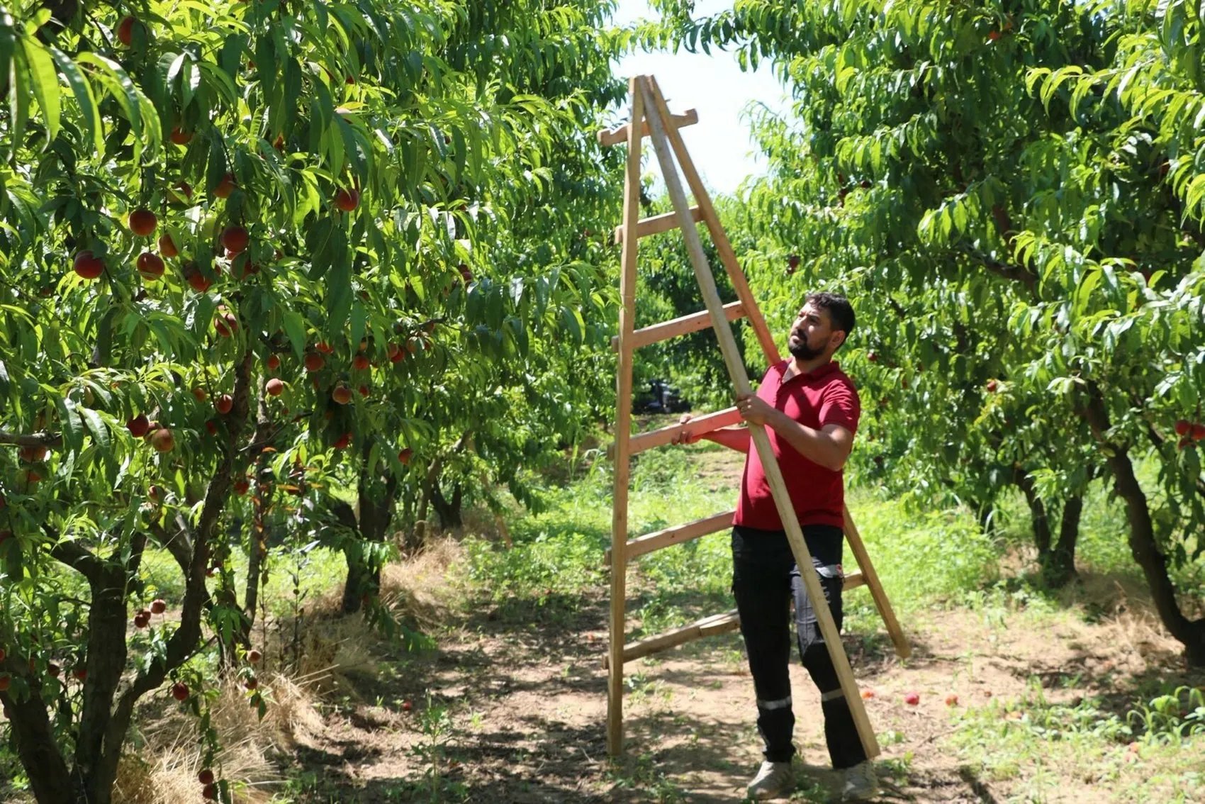 Kemalpaşa şeftalisinde bereketli sezon Rekolte yüz güldürecek