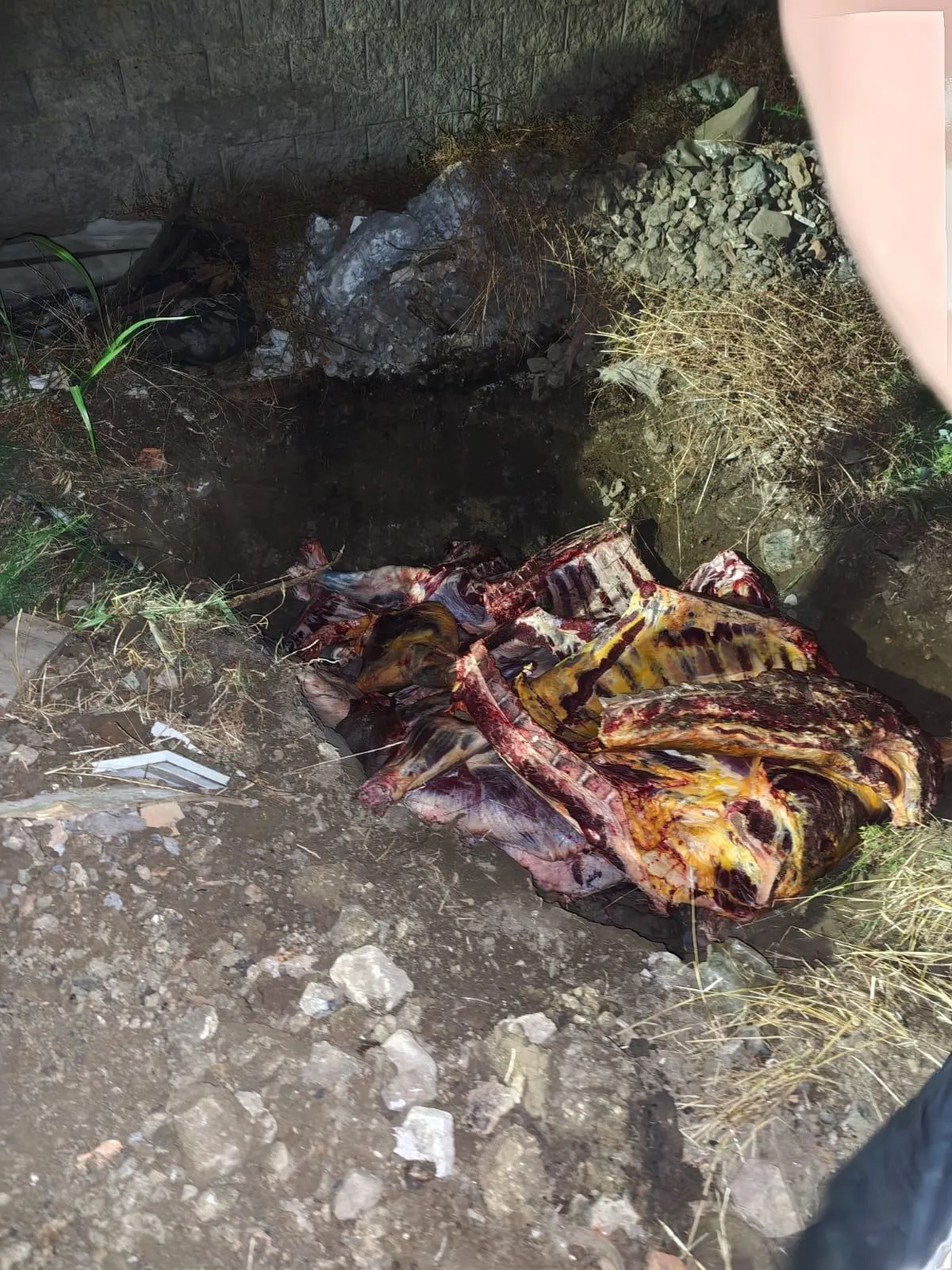 Sakarya yolunda yakalanan 1,8 ton kaçak ete imha kararı