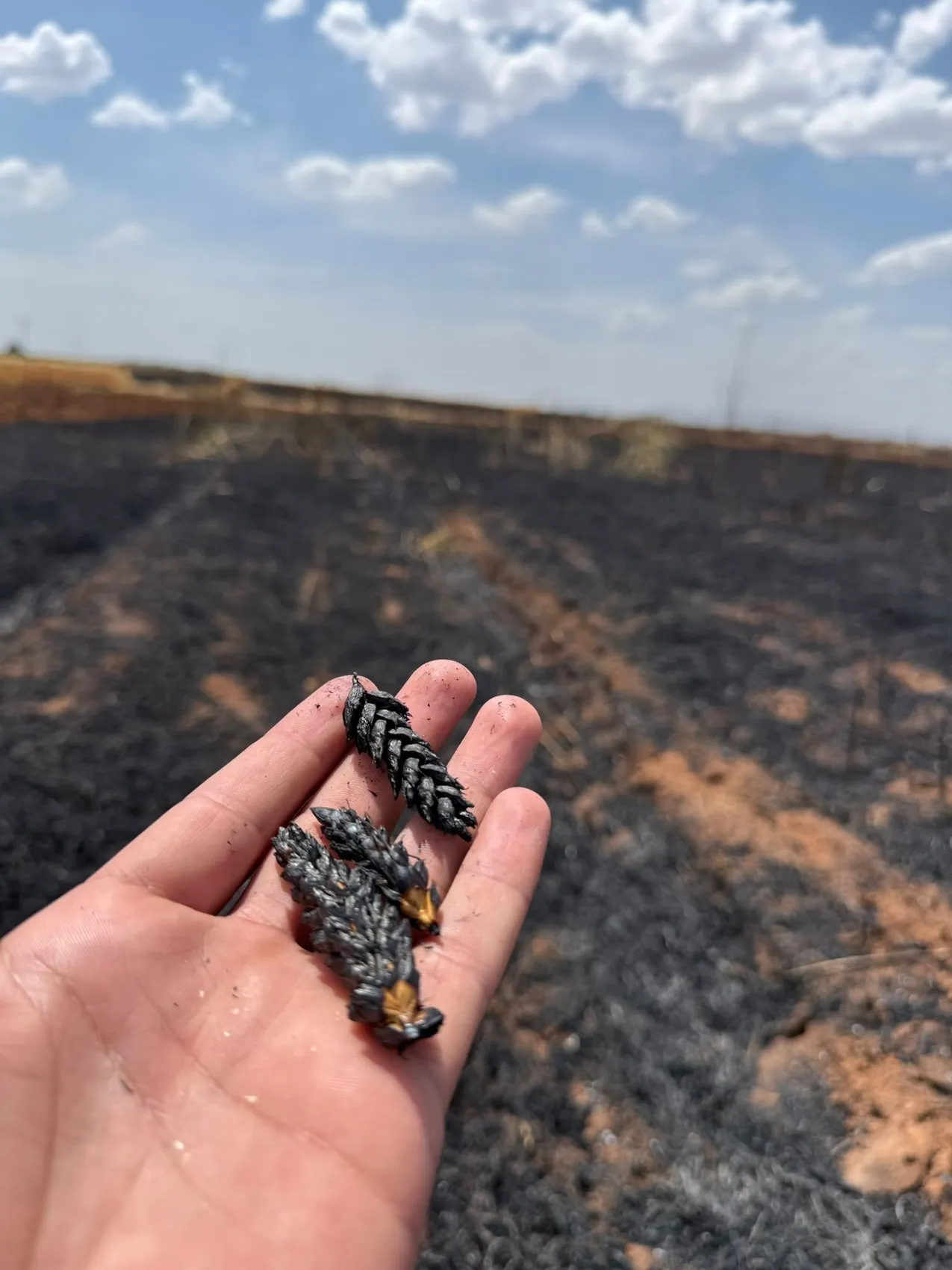 Mardin’de 300 dönüm tarla küle döndü