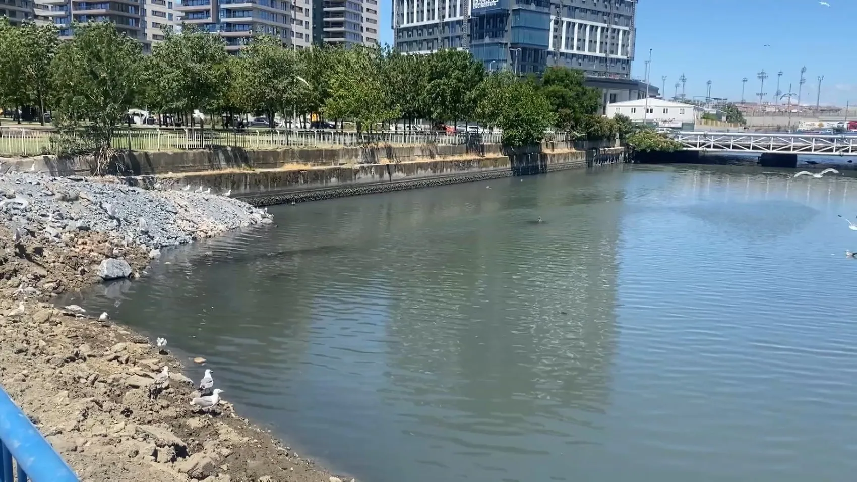 Bakırköy’de dere yatağında toplu balık ölümü