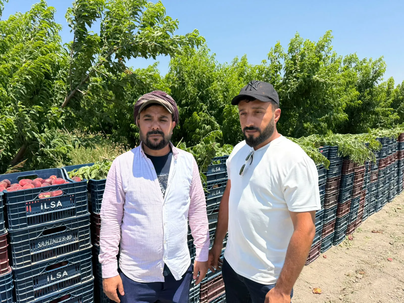 Hatay'da üreticinin 15 liraya sattığı şeftali pazarda 60 lira