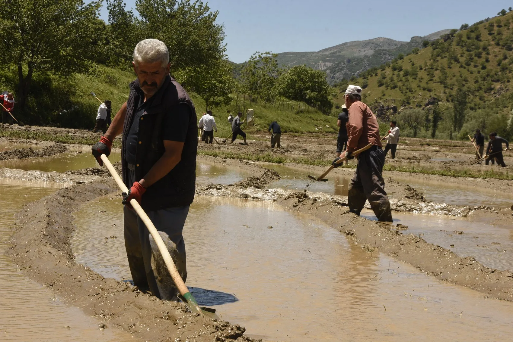 Bitlisli çiftçiler asırlık pirinç geleneğini sürdürüyor