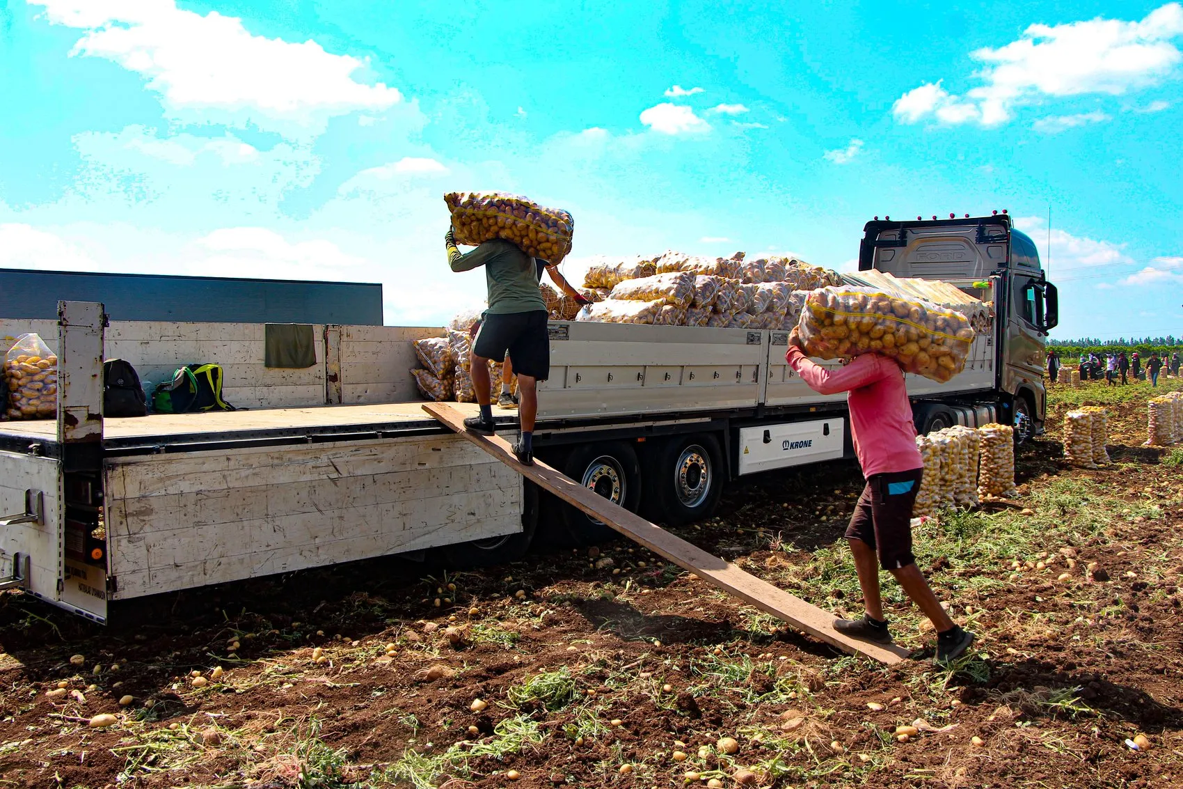 Çukurova’da patates bereketi fiyatı aşağı çekti