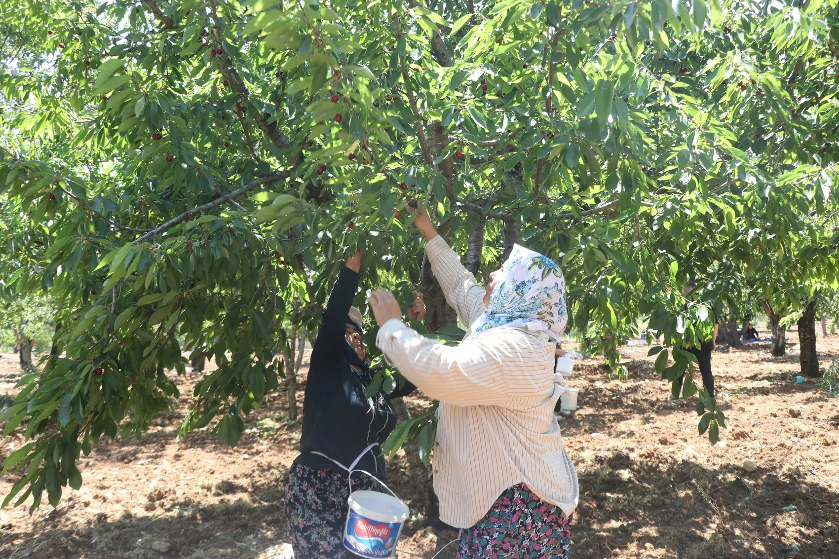 Gaziantep kirazında kayıp büyük