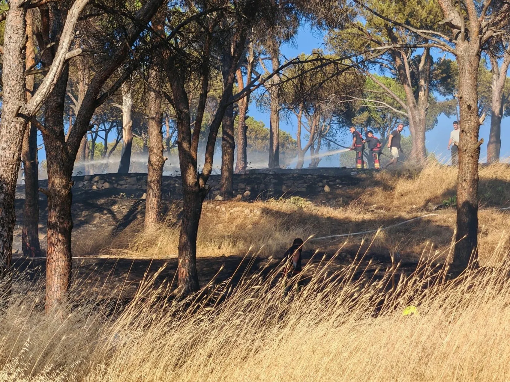 Ayvalık Sakarya Mahallesi’nde ormanlık alana yakın yangın korkuttu