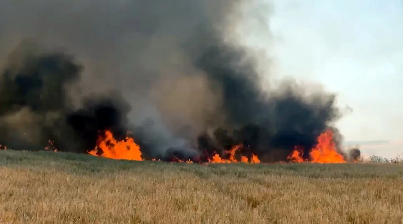 Tekirdağ'da buğday tarlaları alevlere teslim oldu