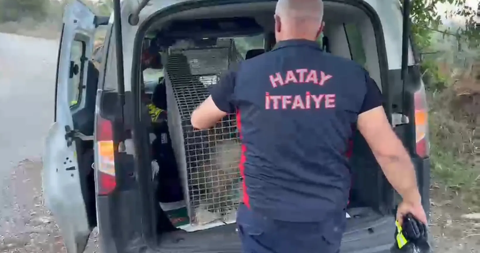 Hatay'da sulama havuzuna düşen porsuk ekipleri harekete geçirdi