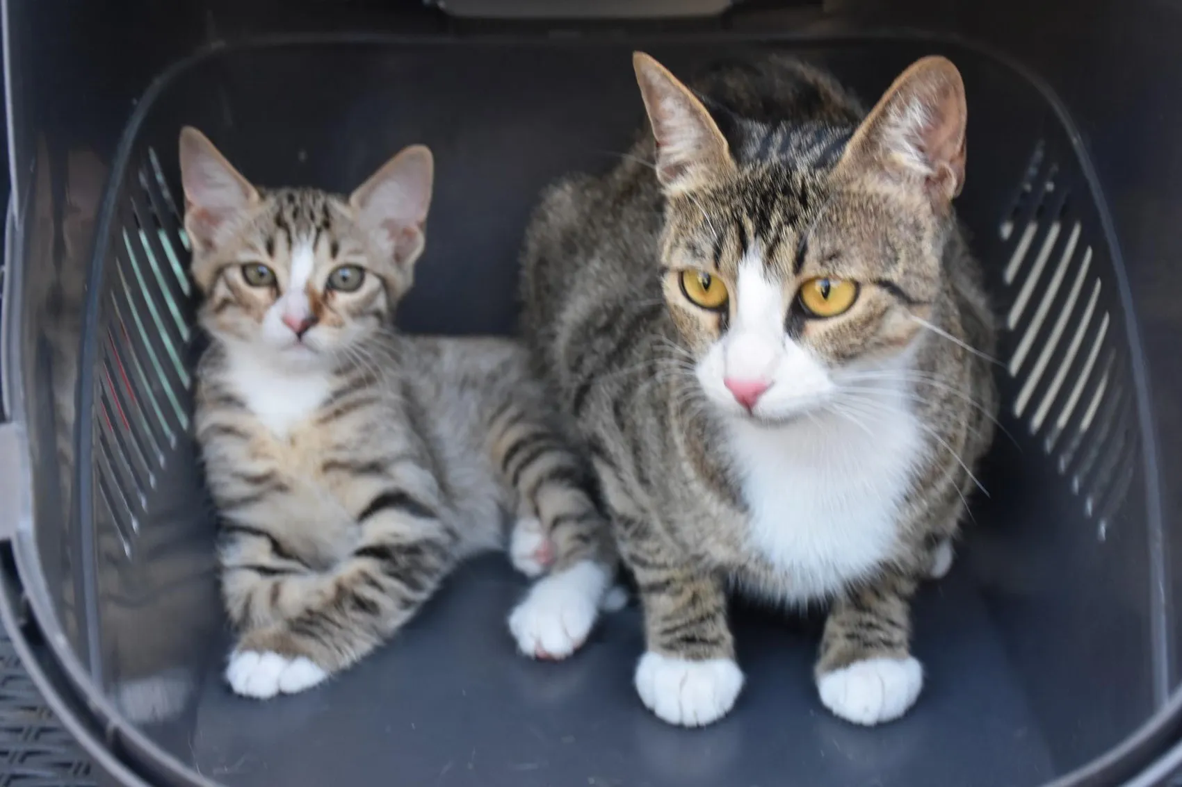 İzmir'de erkek sanılan kedi doğum yapınca herkes şoke oldu