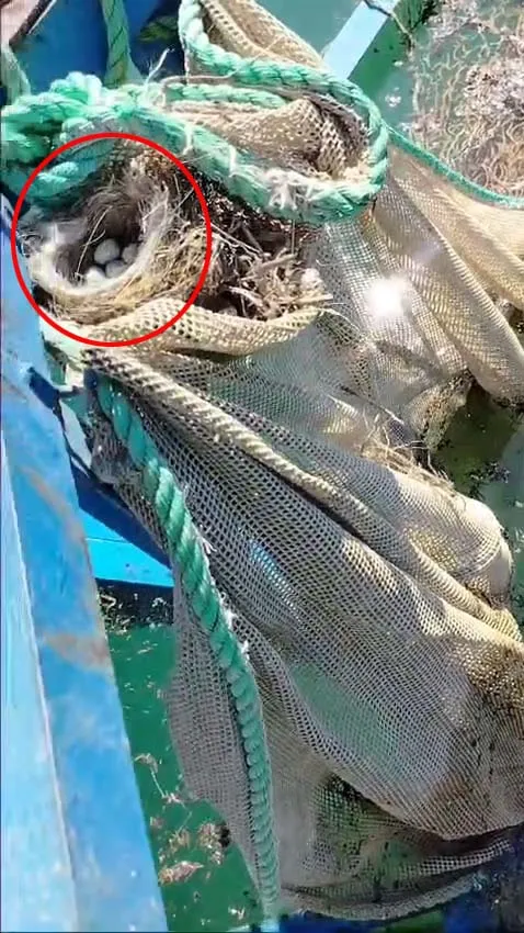 Ispartalı balıkçı 6 yumurta için kazancından vazgeçti