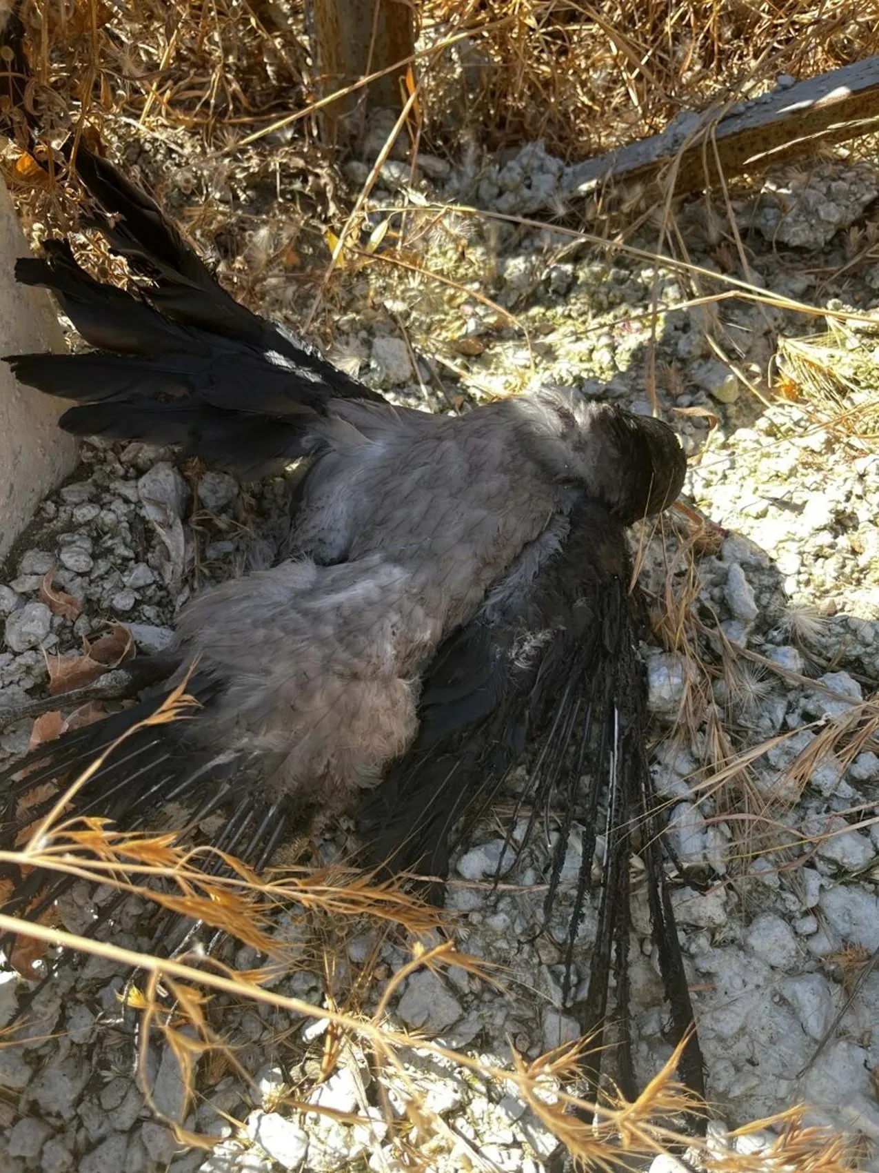 Çanakkale’de buğday tarlasını kuşlar yaktı