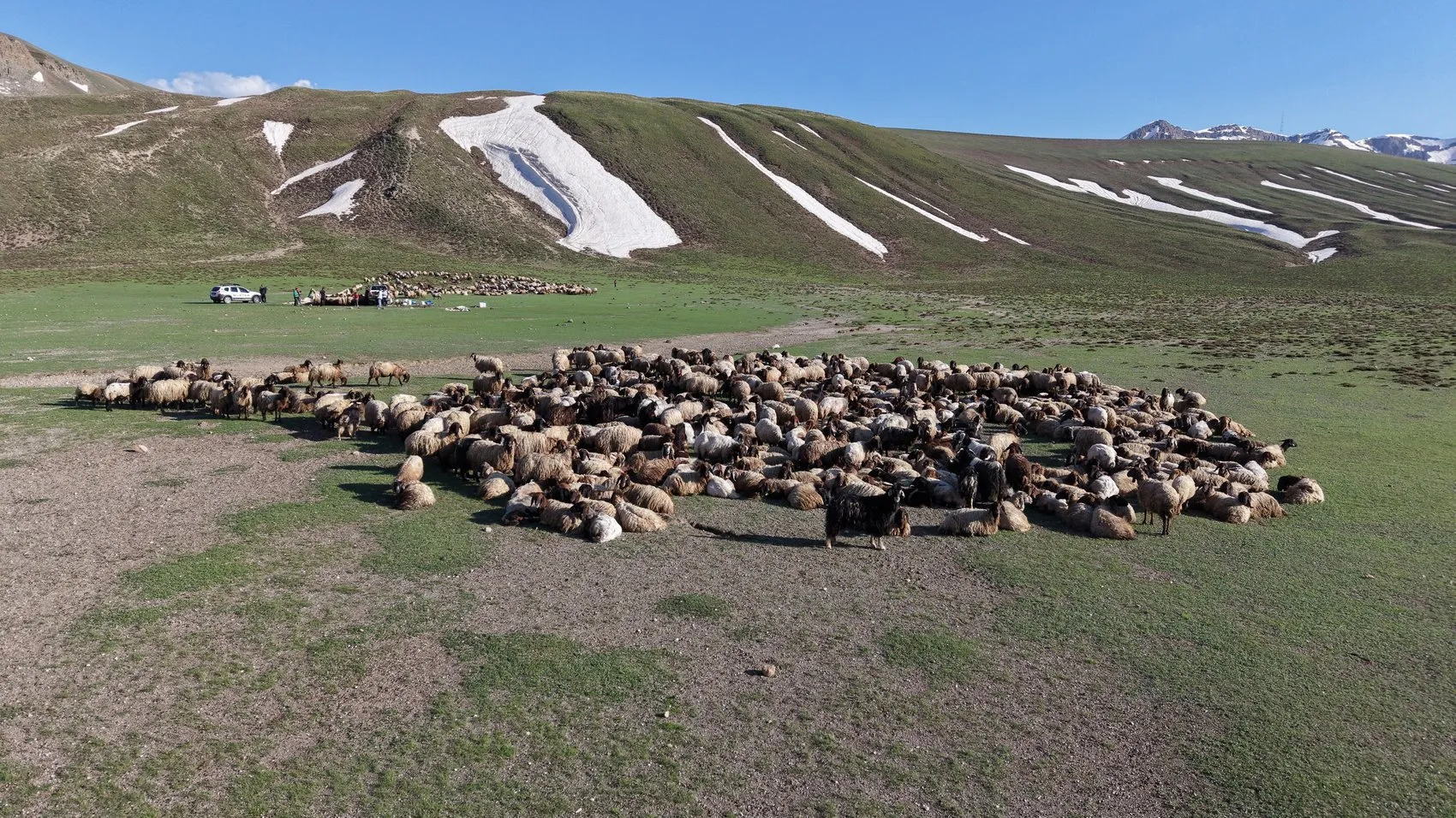 Göçerlerin sıcaktan kaçış rotası Bitlis yaylaları oldu