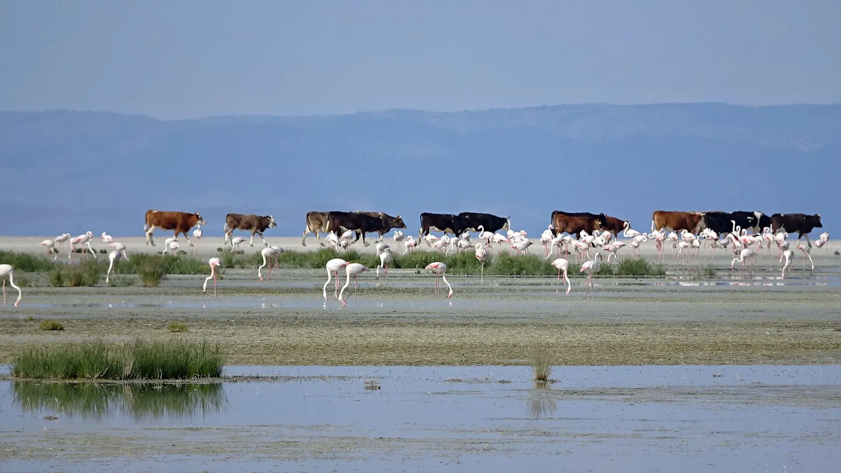 Tuz Gölü flamingo nüfusunda büyük artış yaşanıyor