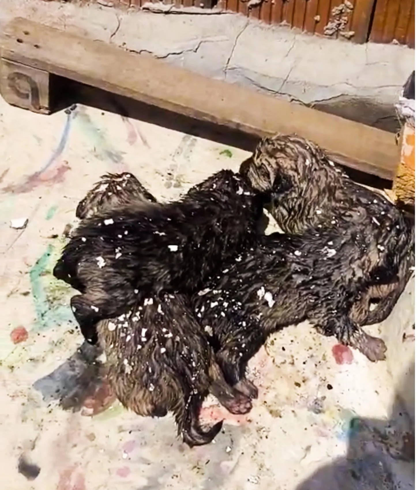 Turgutlu'da yangından kurtarılan köpek ve yavruları emin ellerde