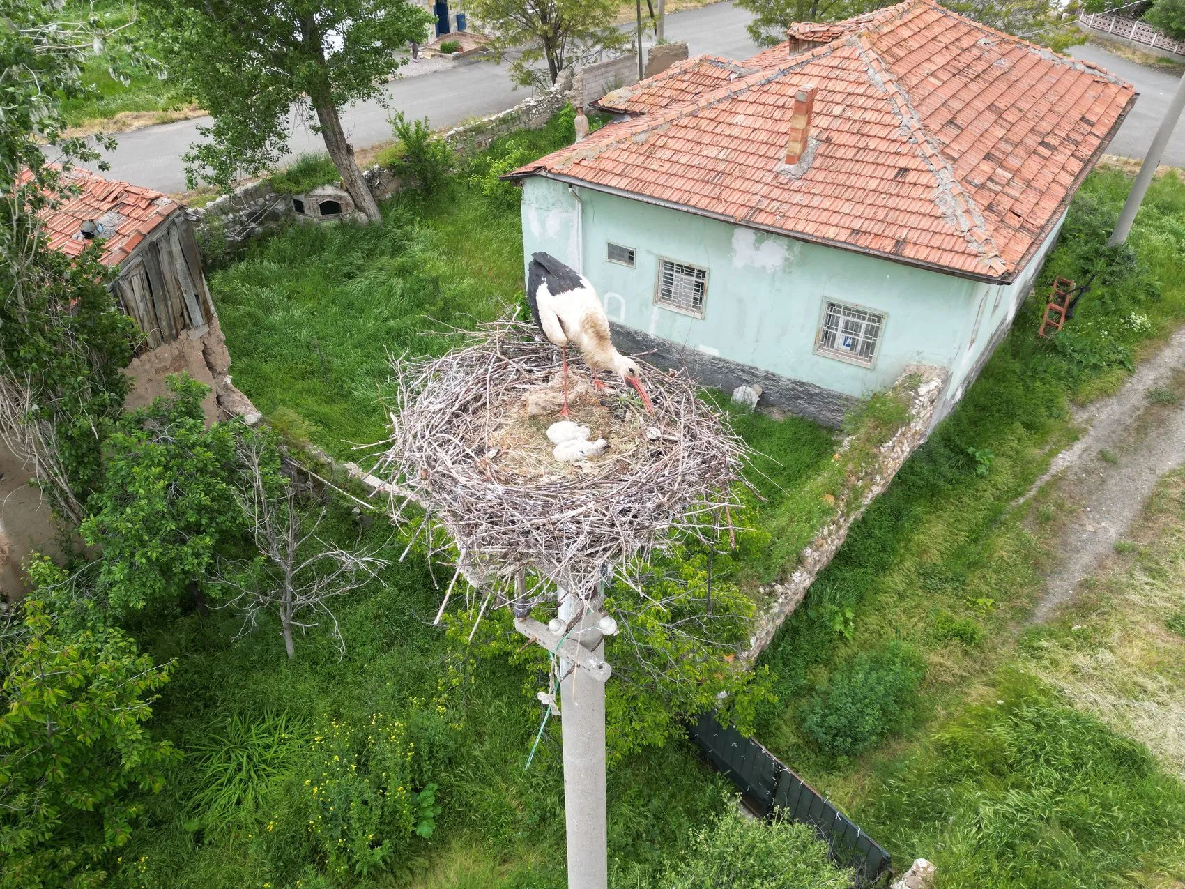 Sivaslılar elektrik direklerini leylekler için korumaya aldı