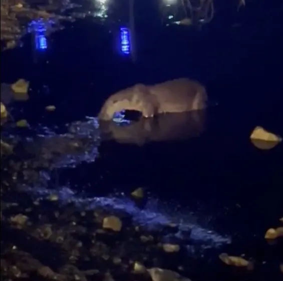Yeniçağa Gölü'nde nadir görülen misafir