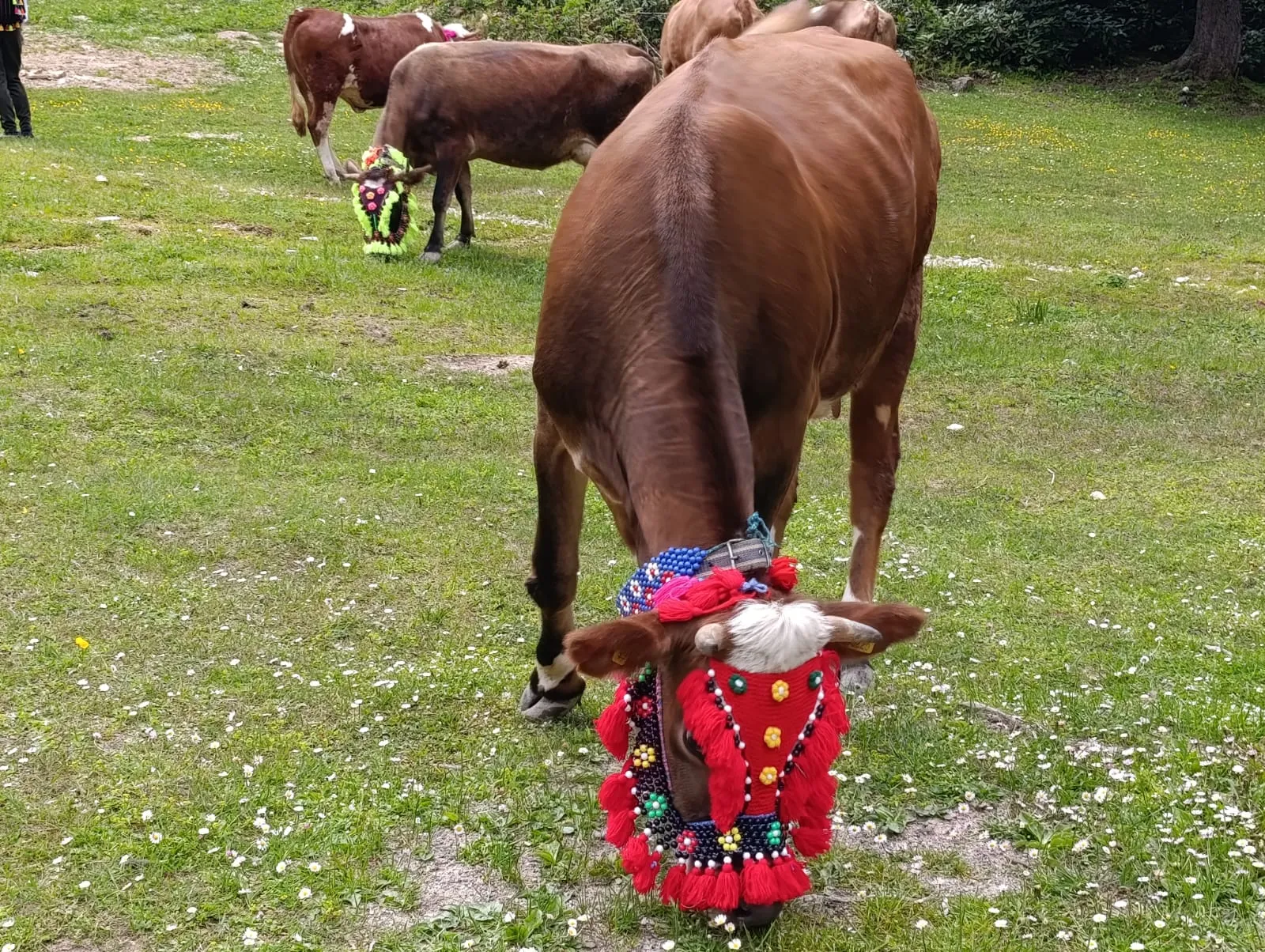 Trabzon'da yayla göçü şenliğe dönüştü
