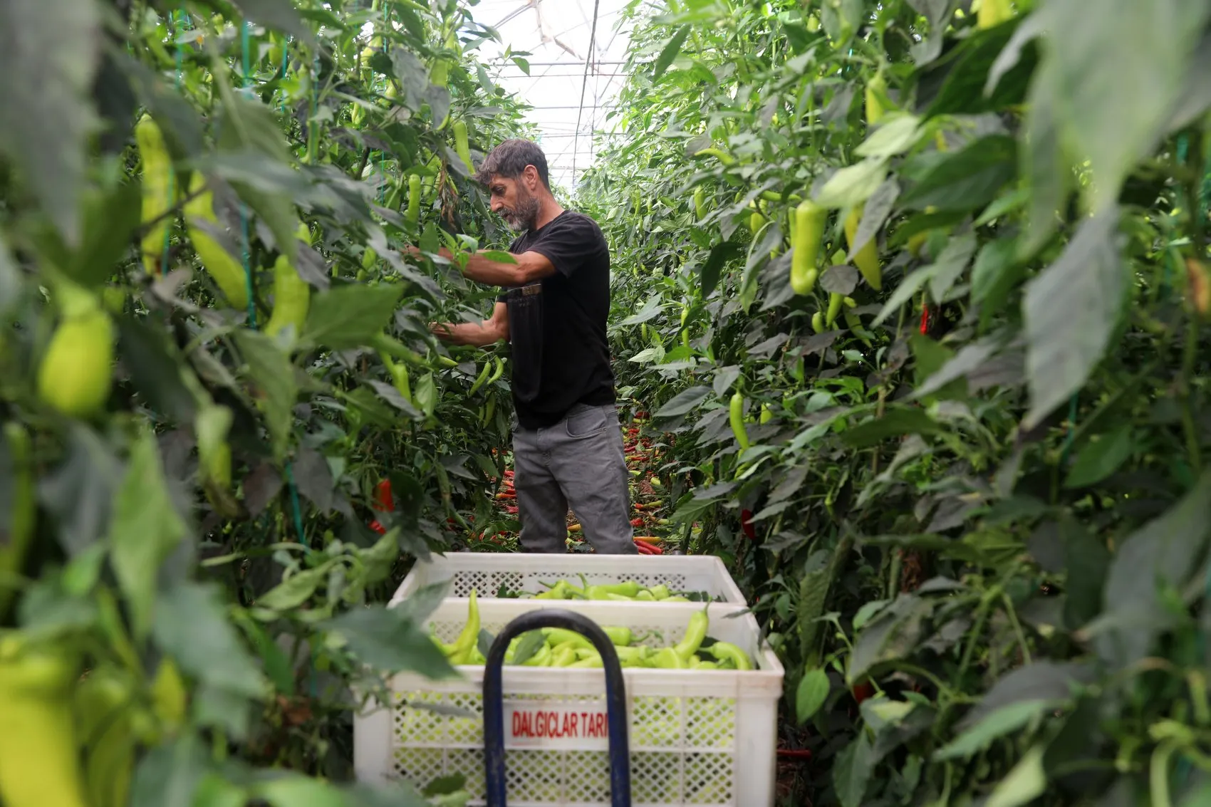 Kumluca biberinde tarladan markete dev fiyat farkı