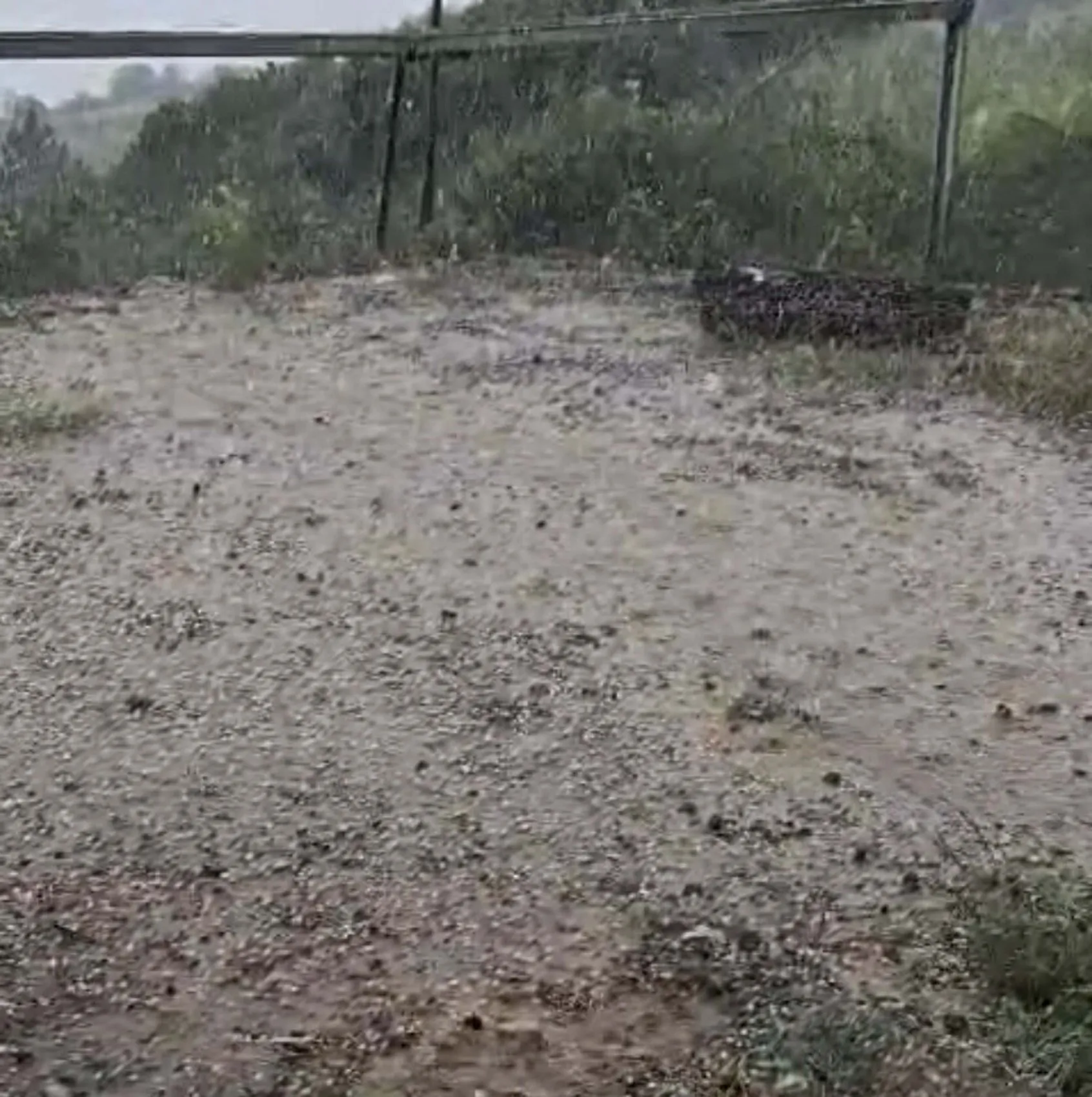 Manisa Alaşehir’de dolu yağışı üreticiyi vurdu