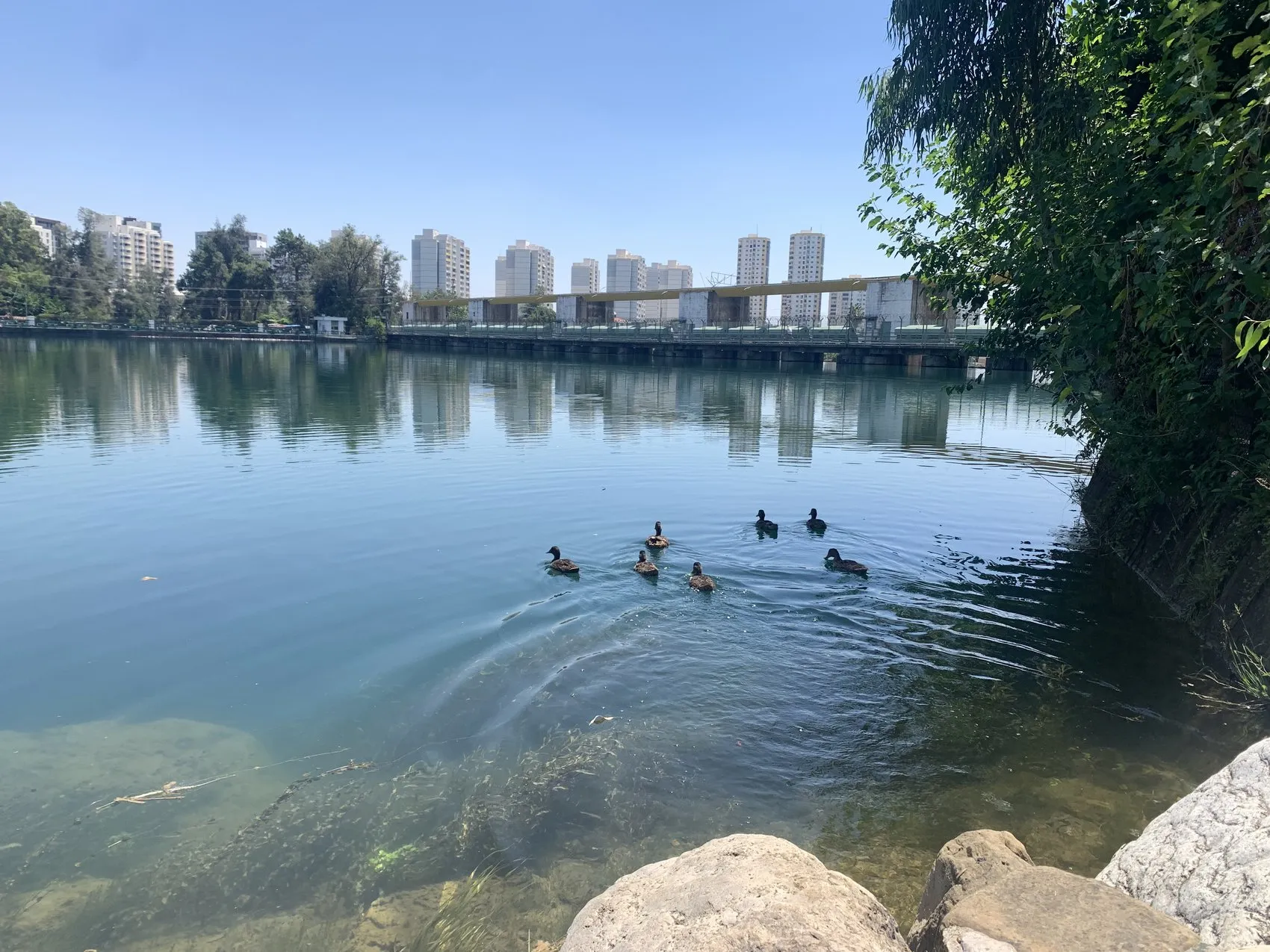 Adana sıcağında nehir kenarı mesaisi