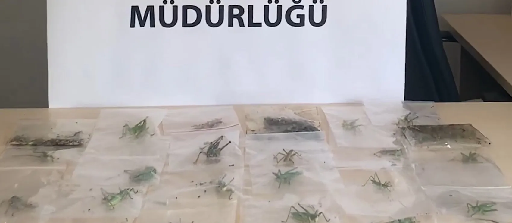 Adıyaman’da çekirge kaçıran yabancı uyruklu 3 kişiye dev ceza