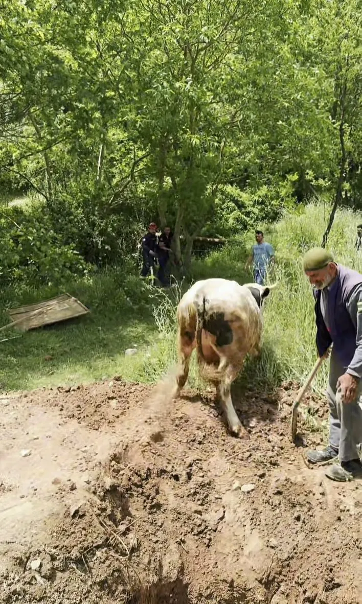 İzmit'te kuyuda mahsur kalan boğayı itfaiye ekipleri kurtardı