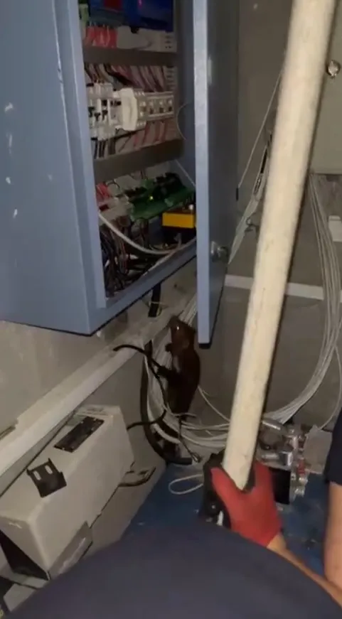 Adana'da elektrik panosuna sıkışan yavru sansarı itfaiye kurtardı