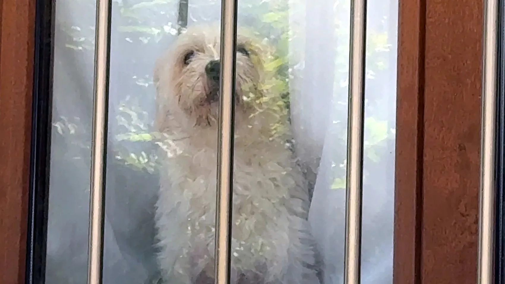 Avcılar'da eve giren hırsızlar kedileri ve köpekleri mutfağa hapsetti