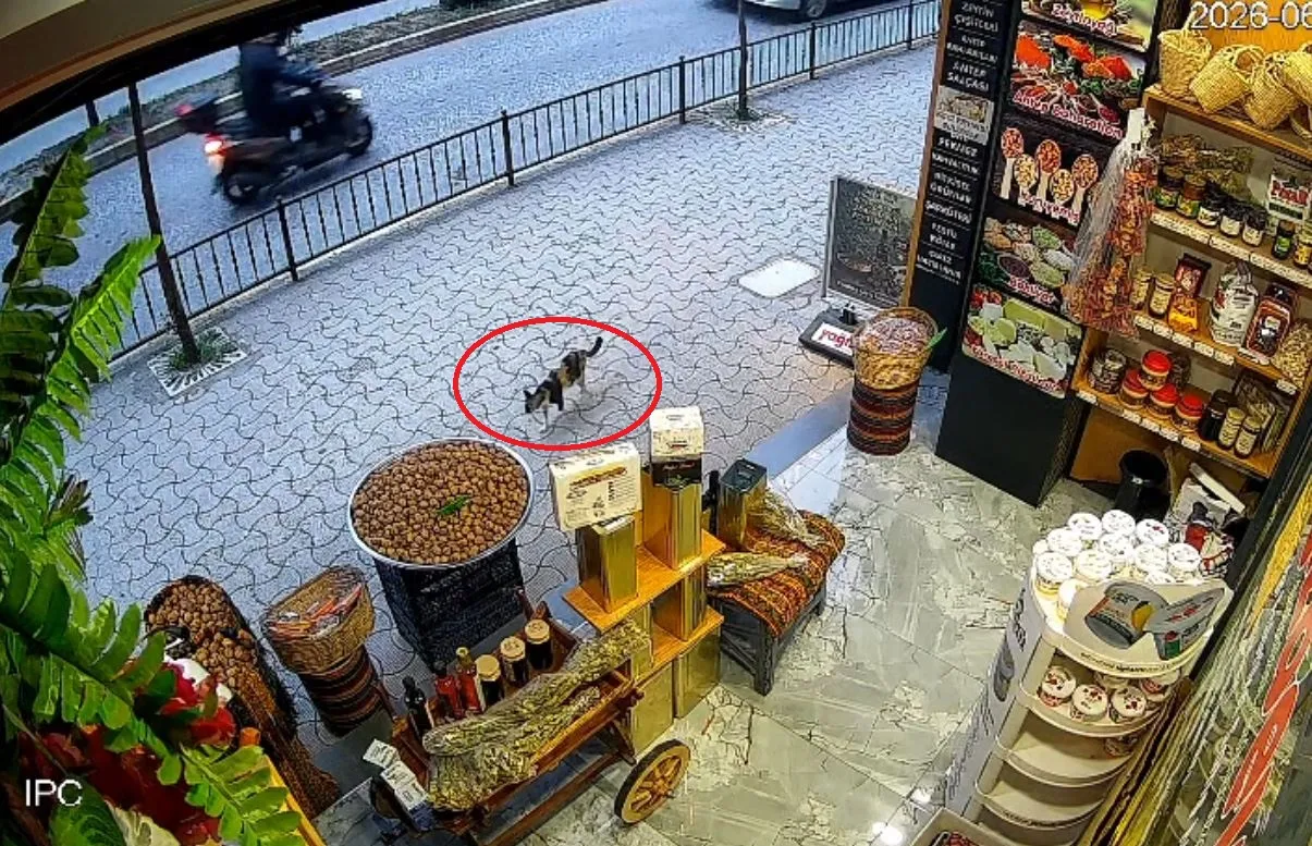 Giresun'da Sakar isimli kedi esnafın ceviz çuvalını devirdi