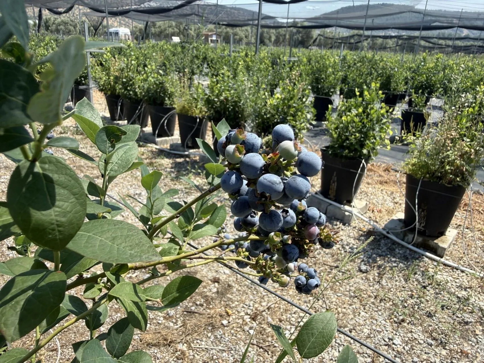 Bodrum’da yaban mersini devrimi