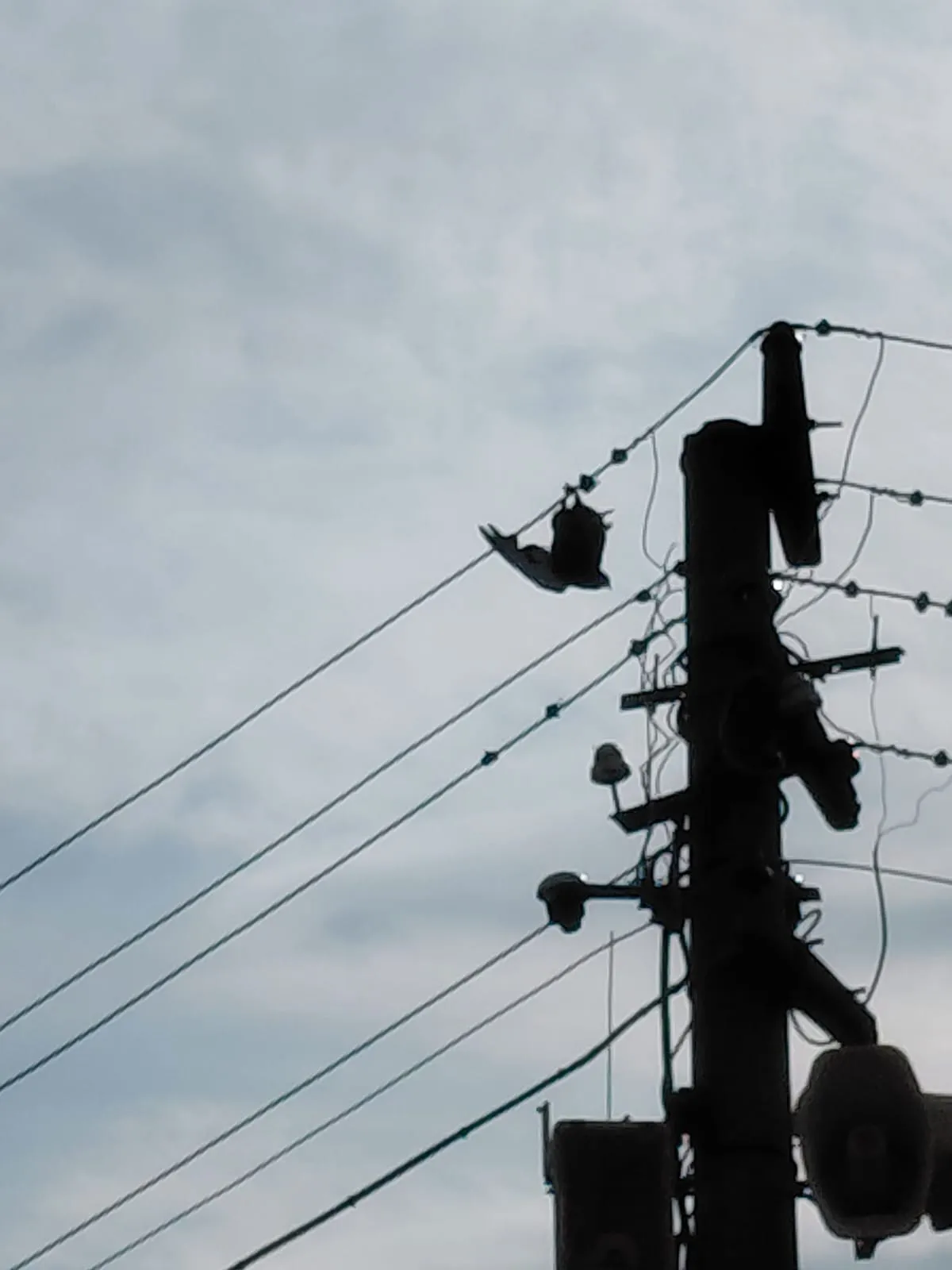 Bartın'da elektrik tellerine takılan güvercini berber kurtardı