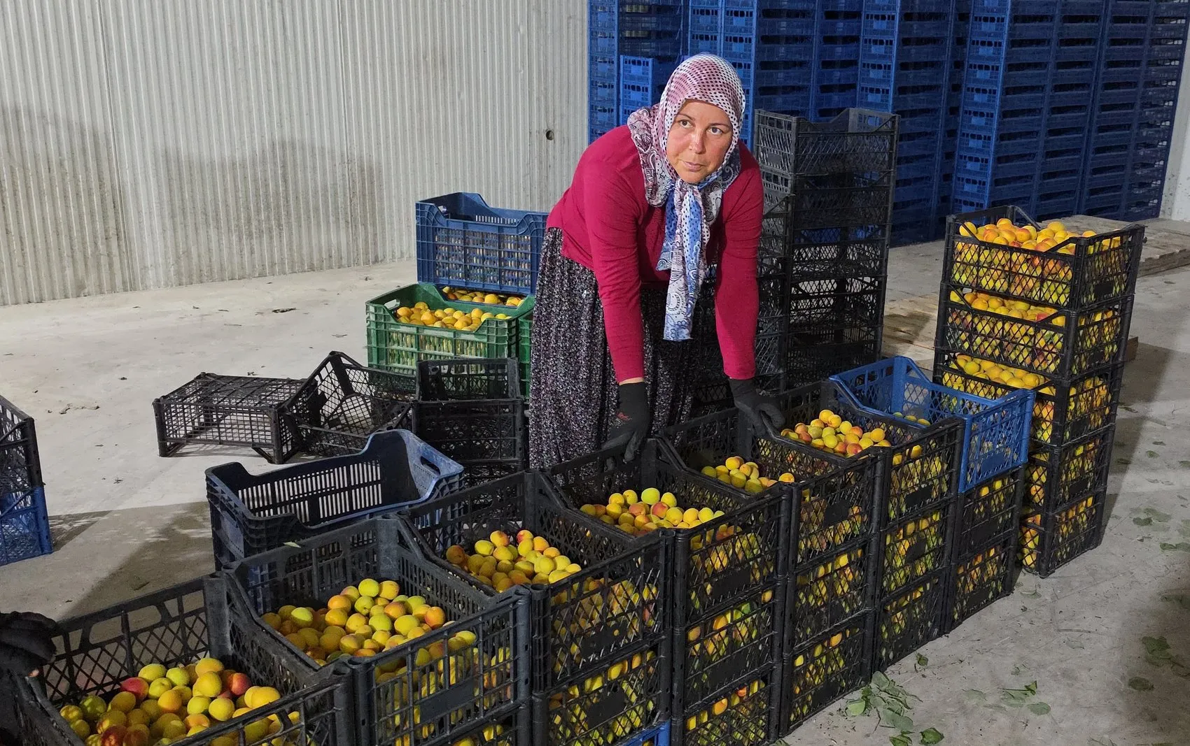 Mut kayısısında bolluk dönemi Üretici rekolteden memnun