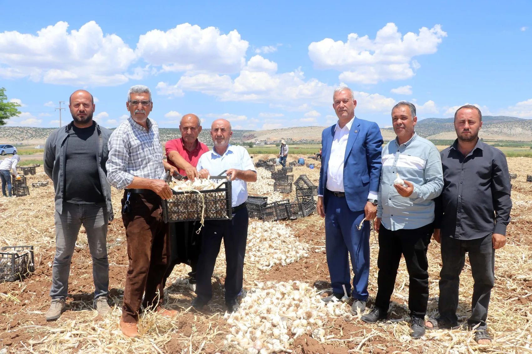 Araban ovasında sarımsak hasadı başladı ama üreticinin yüzü gülmüyor