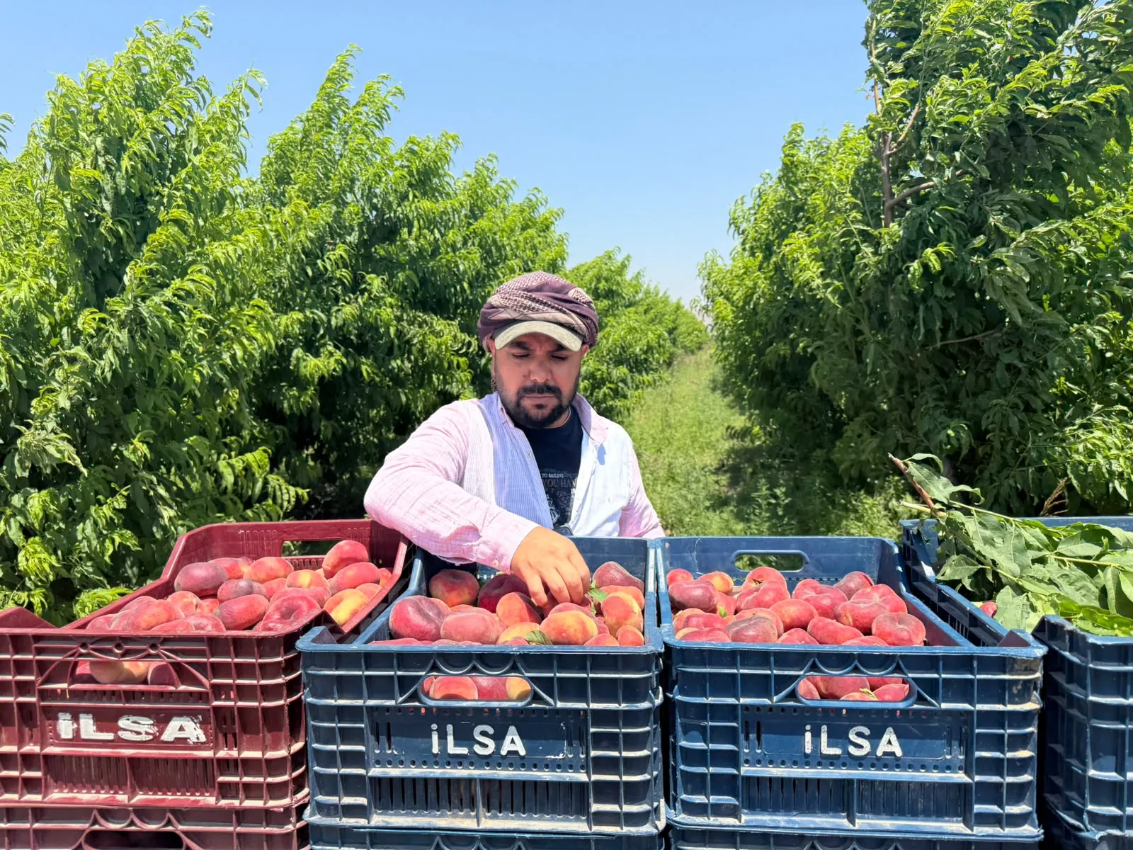 Hatay'da üreticinin 15 liraya sattığı şeftali pazarda 60 lira