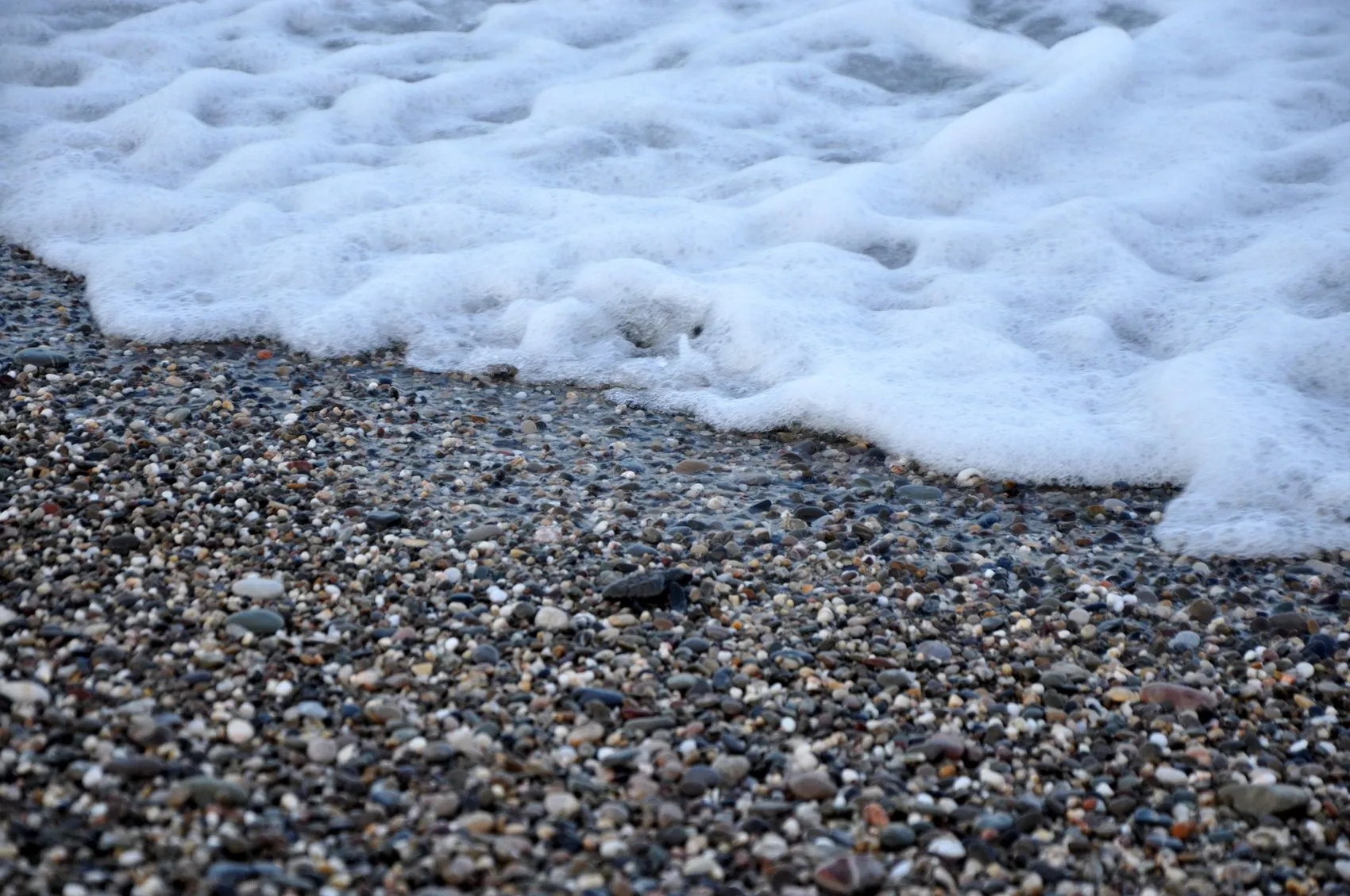 Antalya sahillerinde caretta caretta seferberliği