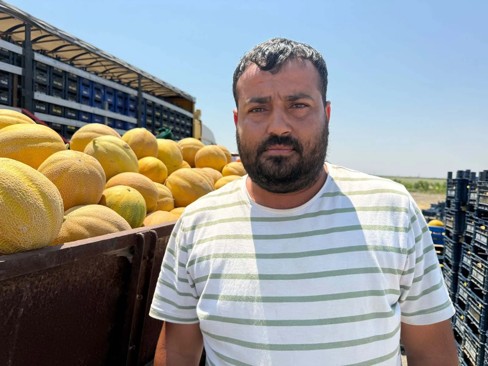 Amik Ovası’nda kavun hasadı başladı
