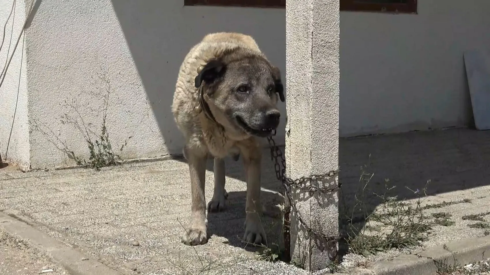 Bursa'da Kangal yavrularına sahip çıkan veterinerler hayata döndürdü