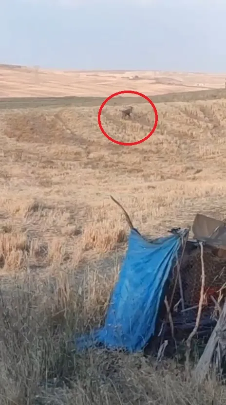 Bismil'de sahipsiz köpekler bir besicinin 15 kuzusunu öldürdü