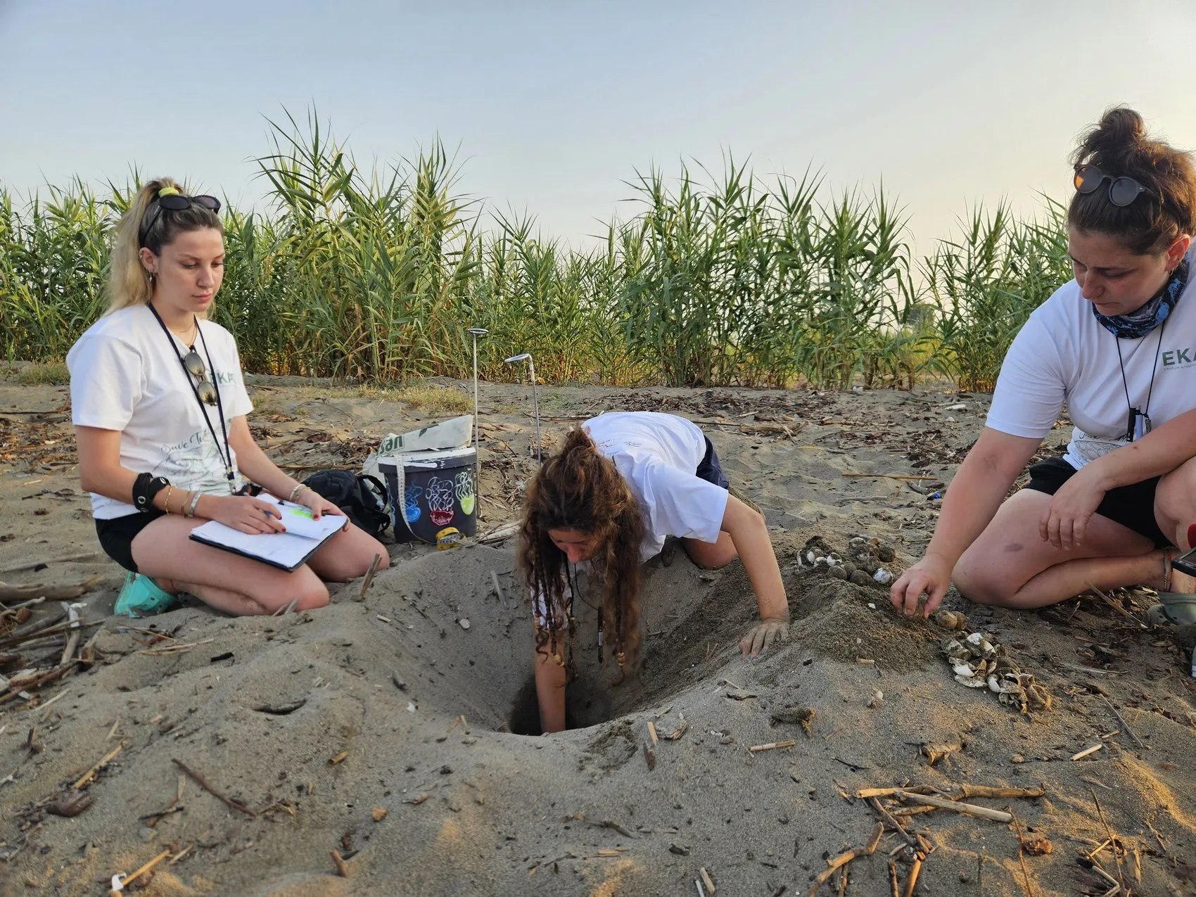 Belek sahillerinde caretta caretta yavruları denize ulaşıyor