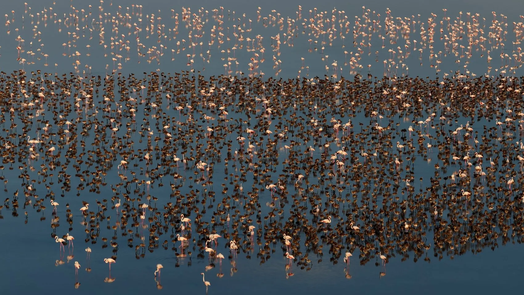 Tuz Gölü flamingo nüfusunda son beş yılın rekoru kırıldı
