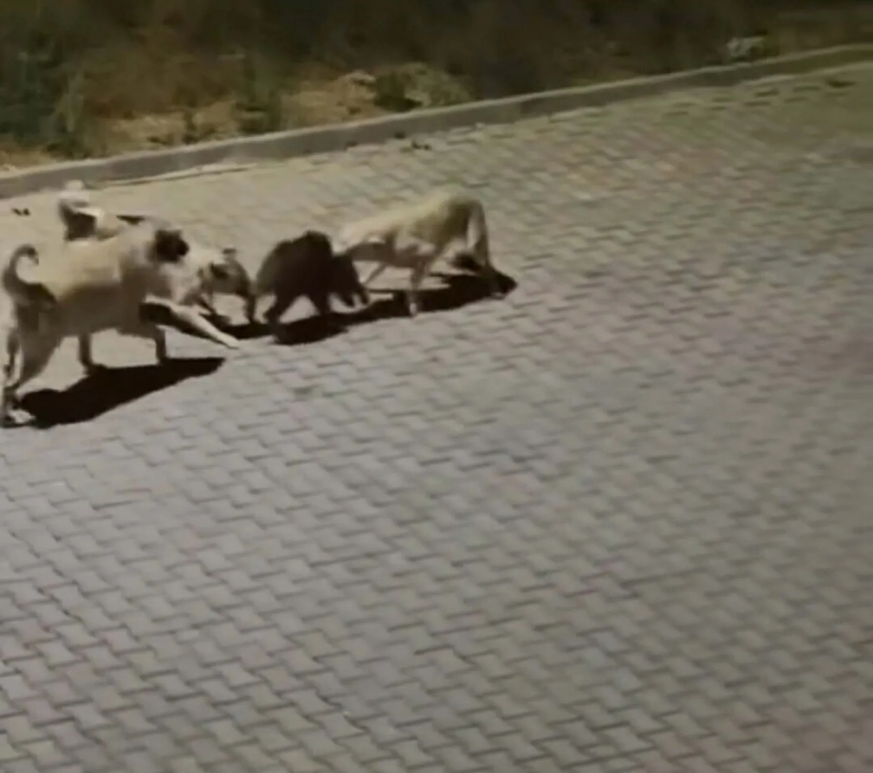 Kuşadası sokaklarında köpek sürüsü yavru domuza saldırdı