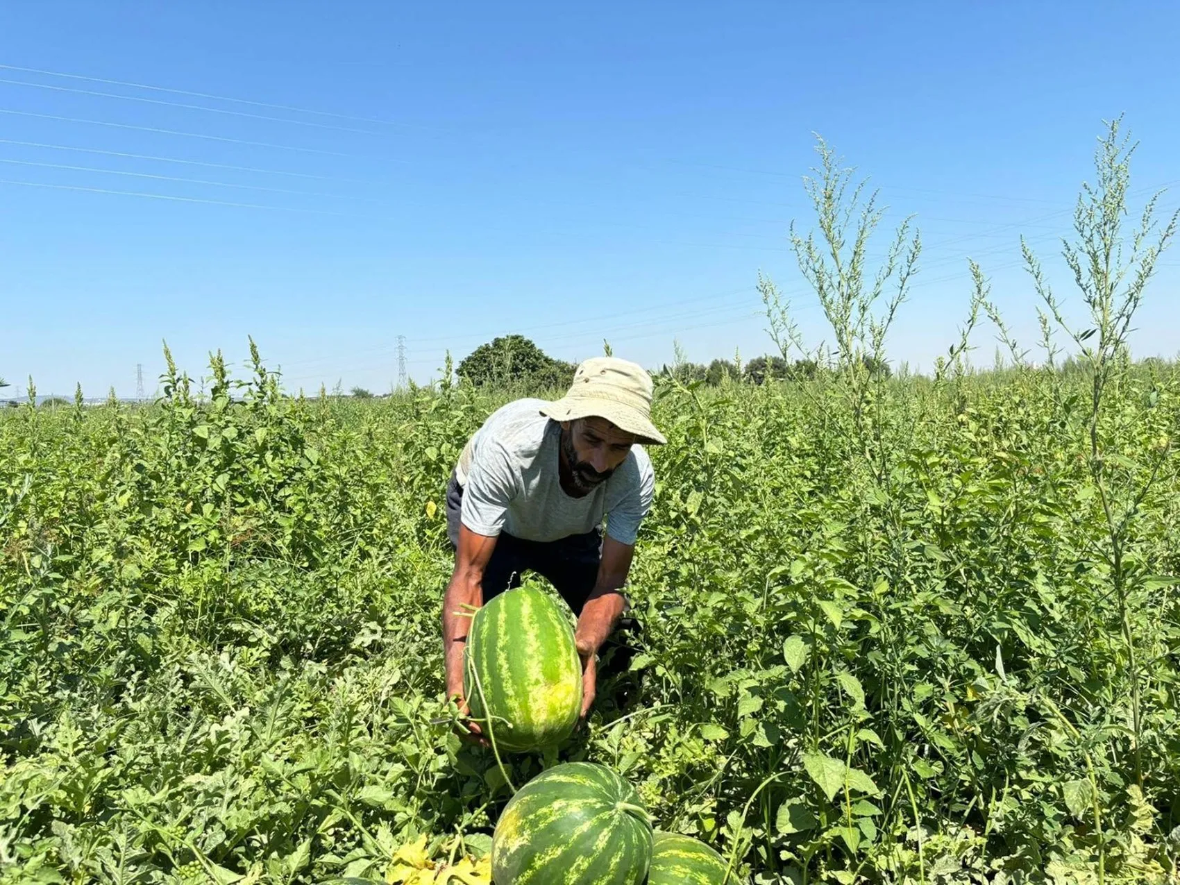 İzmir karpuzunda sezon açıldı