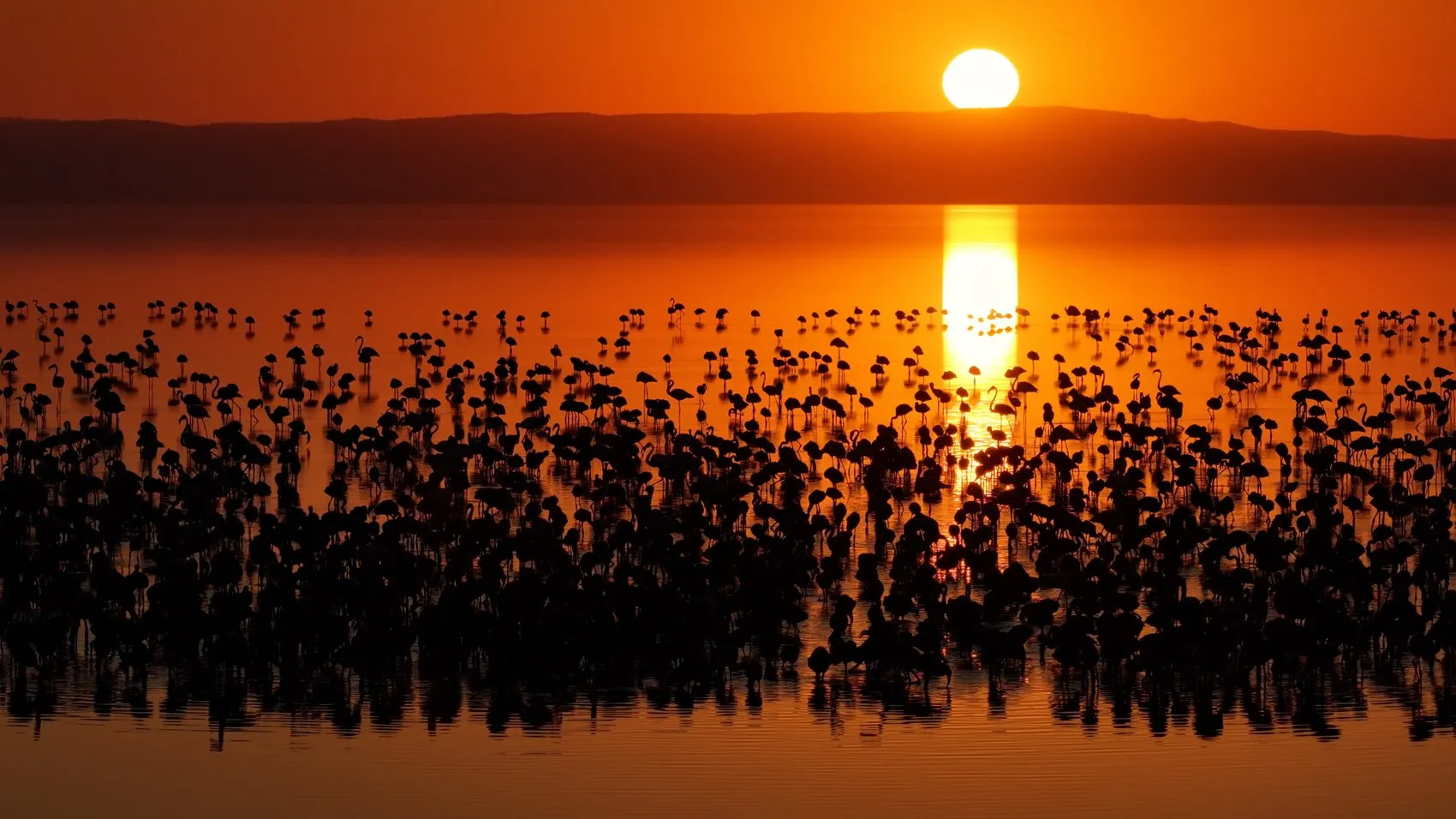 Tuz Gölü flamingo nüfusunda son beş yılın rekoru kırıldı