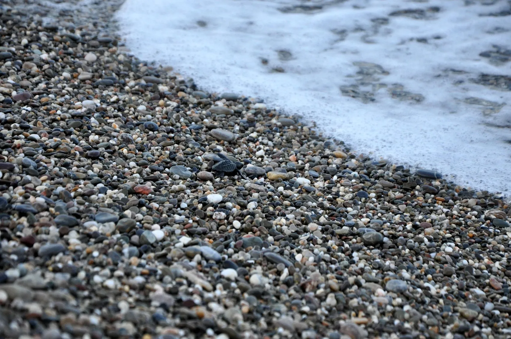 Antalya sahillerinde caretta caretta seferberliği
