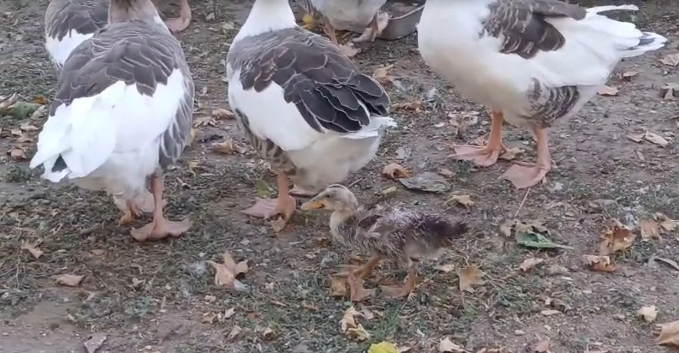 Erdek sahilinin özgür kazları bir ördek yavrusuna kol kanat gerdi