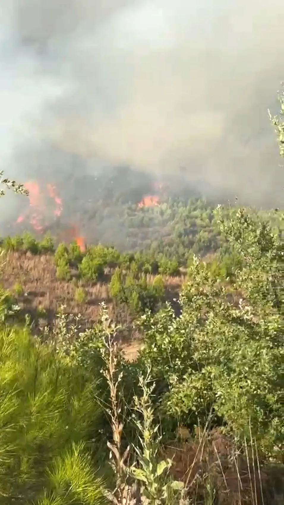 Alanya Sapadere'de orman yangını paniği