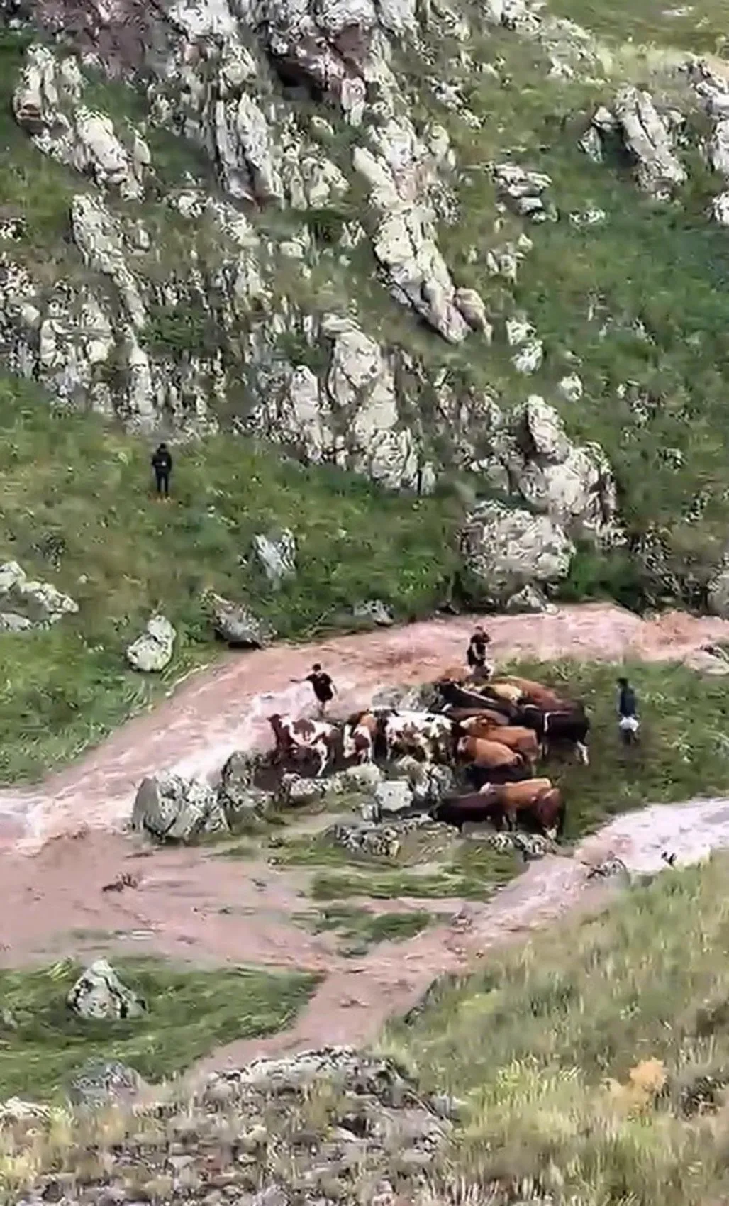 Kars'ta dere taştı inekler mahsur kaldı