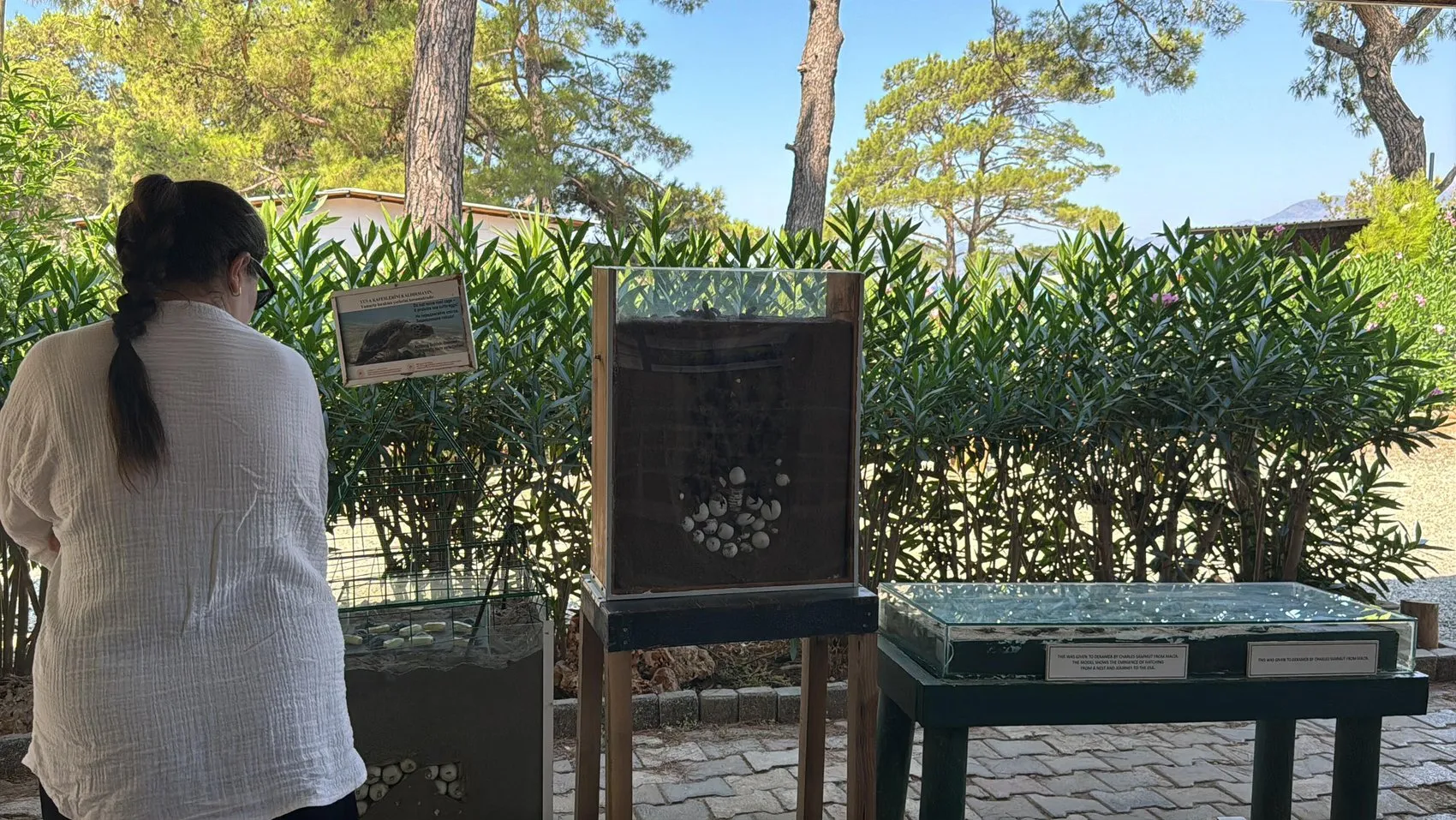 İztuzu’nda Caretta Carettaların Yaşam Mücadelesine Yakından Bakış